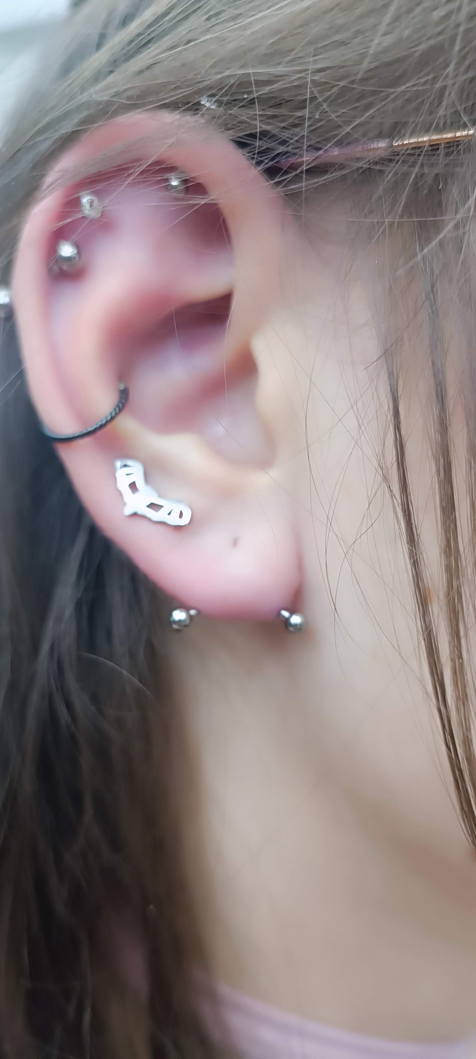 Transverse Lobe, Conch, Lobe